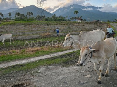 Tren peningkatan populasi ternak sapi di Sulteng