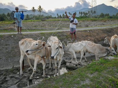 Tren peningkatan populasi ternak sapi di Sulteng
