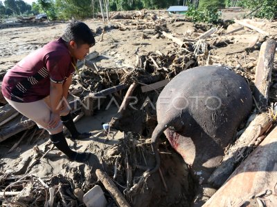 Gajah mati akibat banjir di Aceh