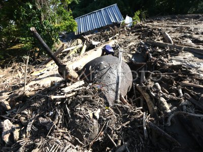 Gajah mati akibat banjir di Aceh