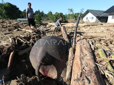 Gajah mati akibat banjir di Aceh