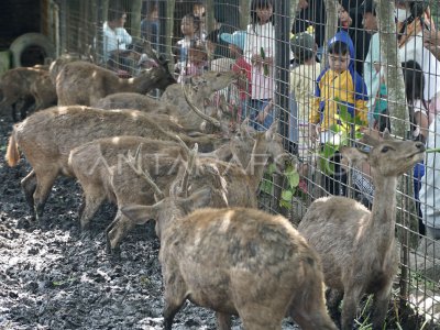 Wisata penangkaran rusa di Tulungagung