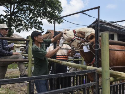 Kontes ternak dan bursa sapi potong di Tasikmalaya