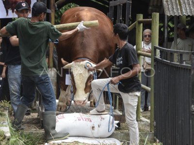 Kontes ternak dan bursa sapi potong di Tasikmalaya