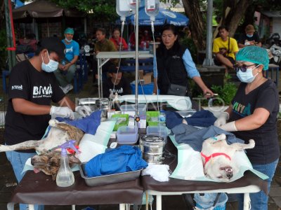 Pencegahan rabies di kawasan wisata Denpasar Bali