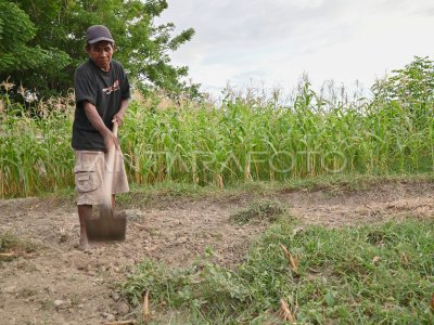 Pemanfaatan sedimen sungai untuk bercocok tanam 