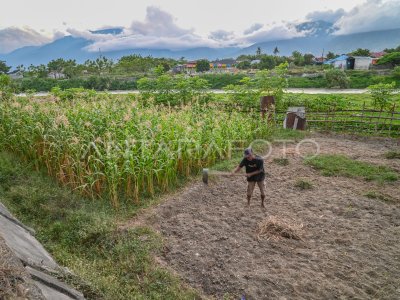 Pemanfaatan sedimen sungai untuk bercocok tanam 