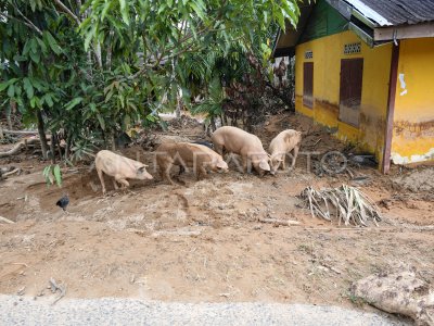 Ternak dan hewan peliharaan korban bencana terlantar