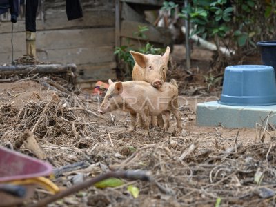 Ternak dan hewan peliharaan korban bencana terlantar