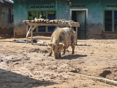 Ternak dan hewan peliharaan korban bencana terlantar