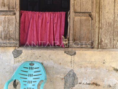 Ternak dan hewan peliharaan korban bencana terlantar