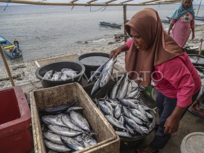Pasokan ikan untuk program MBG di Maluku Tengah