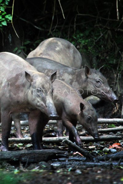 Amaliya Mordvinova yalangoch