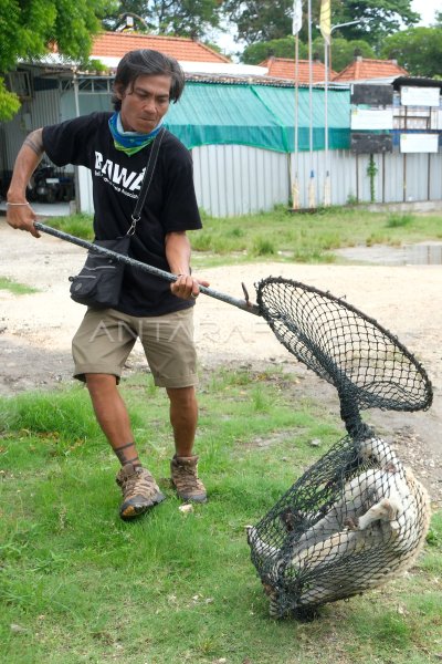 Pencegahan rabies di kawasan wisata Denpasar Bali