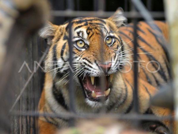 Daily evaluation of Sumatran tigers in Agam