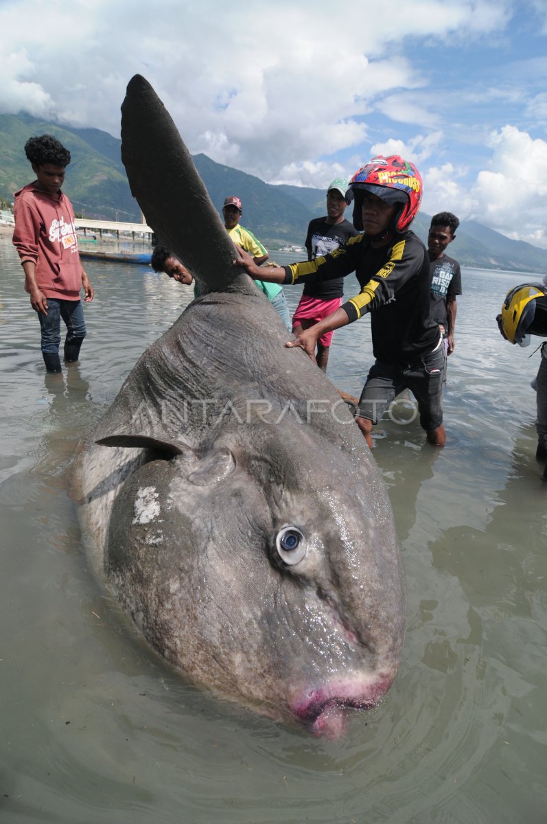 PECES MOLAMOLA GIGANTE | ANTARA Foto