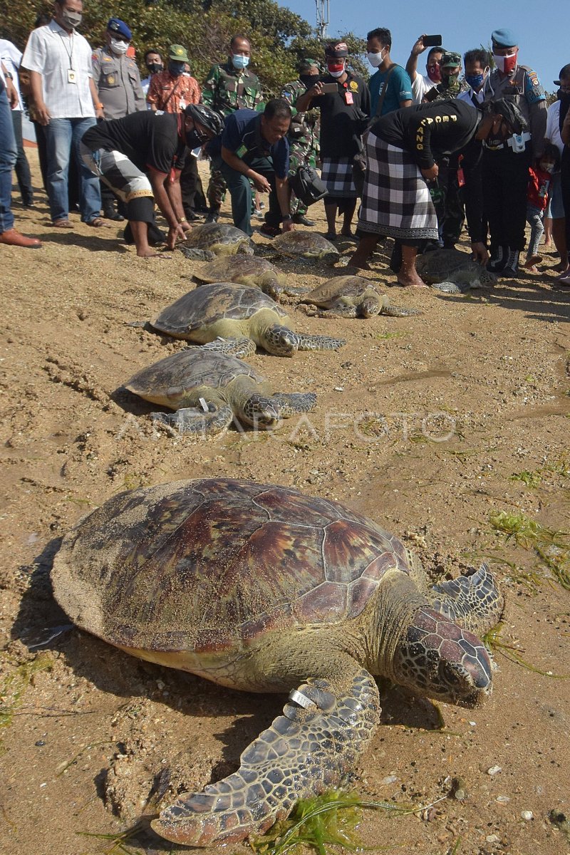 RELEASE OF THE TURTLE ON THE SYNDHU BEACH OF BALI | ANTARA Foto