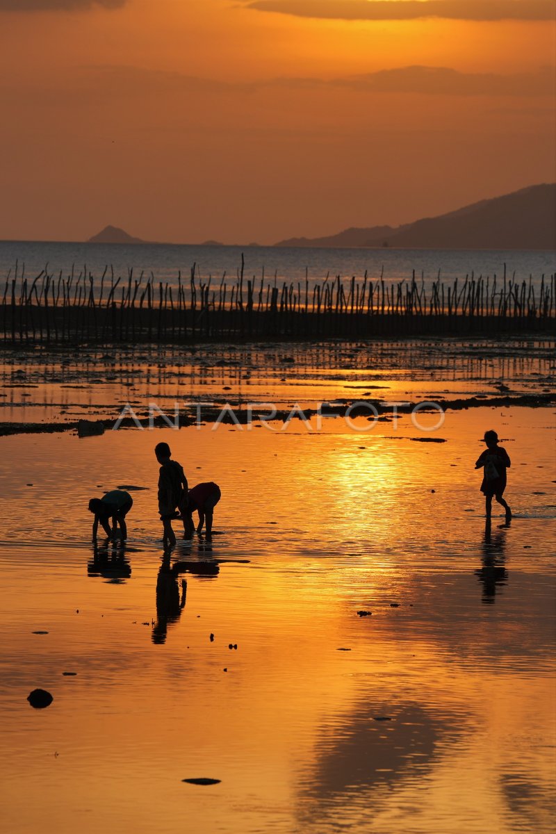 MENCARI KERANG LAUT SAAT AIR SURUT