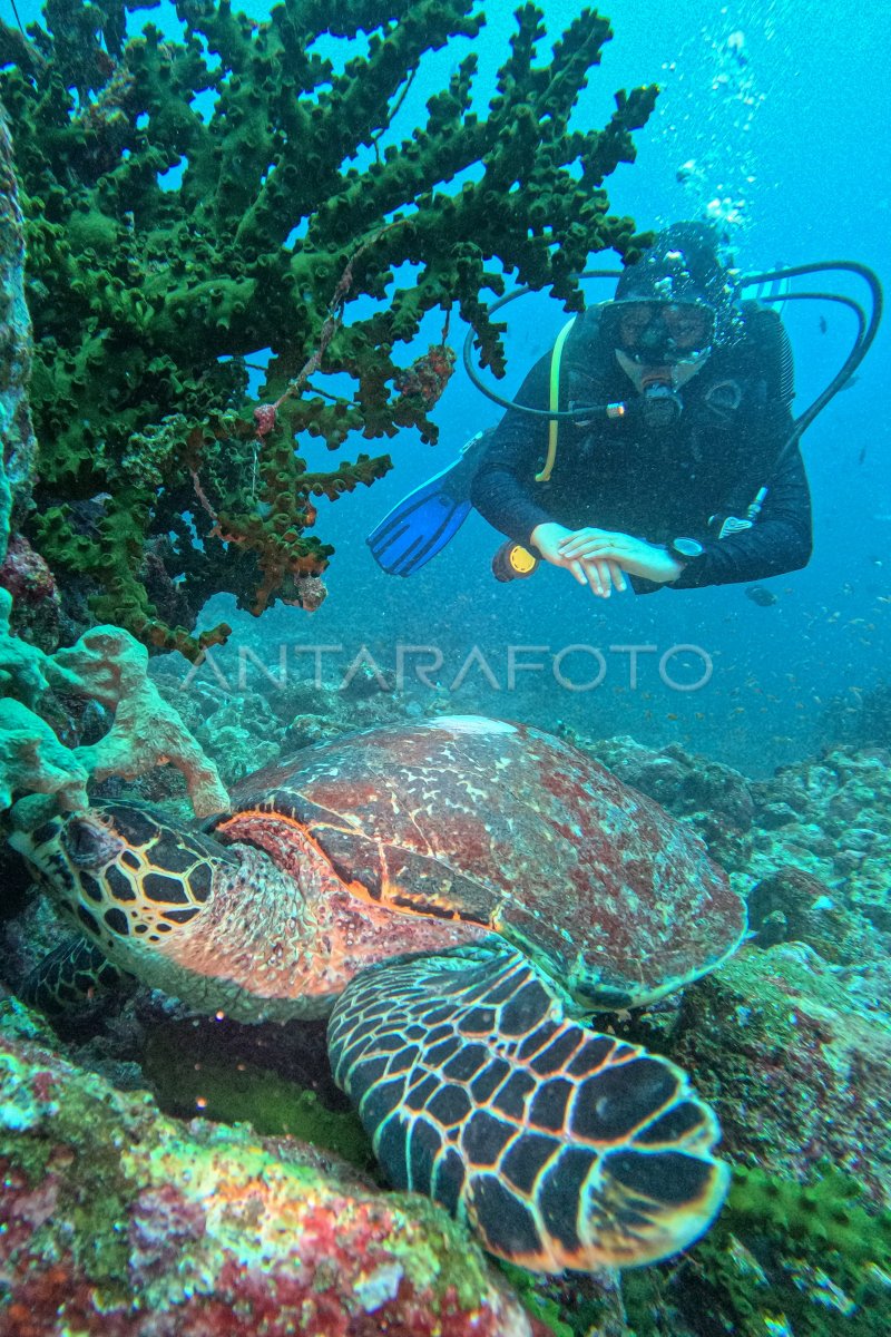 Wisata bawah laut Pulau Weh