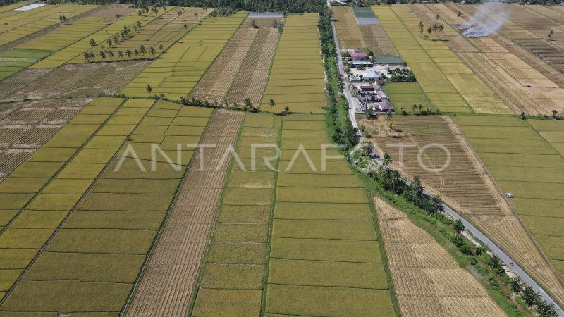 GERAKAN PANEN PADI NUSANTARA DI SULTENG | ANTARA Foto