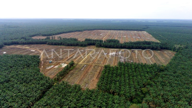 TARGET REPLANTING KEBUN KELAPA SAWIT | ANTARA Foto