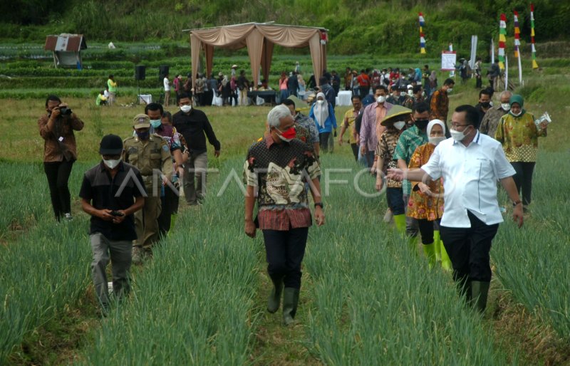 Gerakan Nasional Pengendalian Inflasi Pangan Antara Foto 