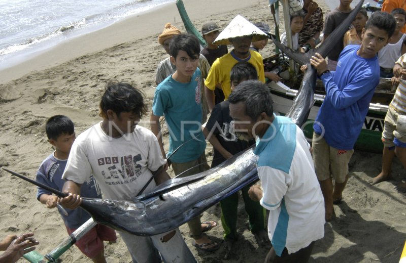 IKAN MARLIN. | ANTARA Foto