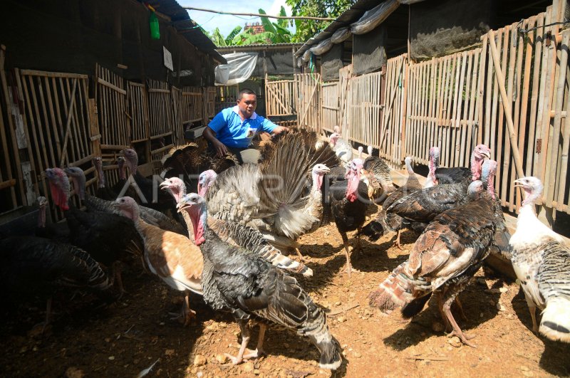 Berternak Ayam Kalkun Antara Foto