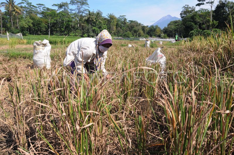 Memanfaatkan Jerami Untuk Pakan Sapi Antara Foto