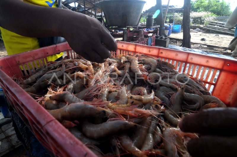 PELUANG PASAR EKSPOR UDANG INDONESIA | ANTARA Foto