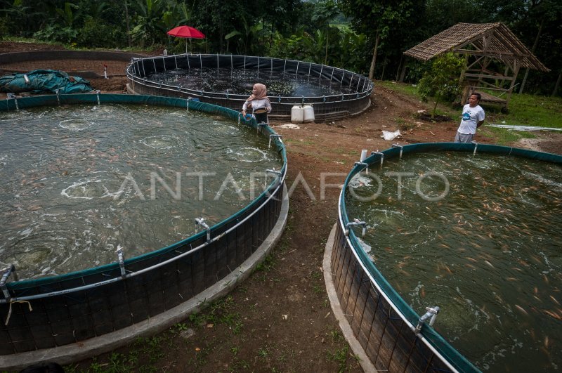 Budidaya Ikan Sistem Bioflok Di Lebak Antara Foto