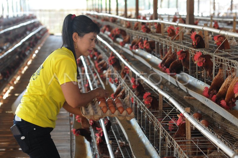 PENYEBAB HARGA TELUR AYAM NAIK | ANTARA Foto