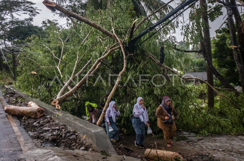 DAMPAK POHON TUMBANG DI PANDEGLANG | ANTARA Foto