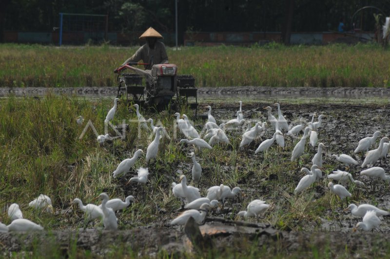 Burung Kuntul Di Lahan Pertanian Antara Foto