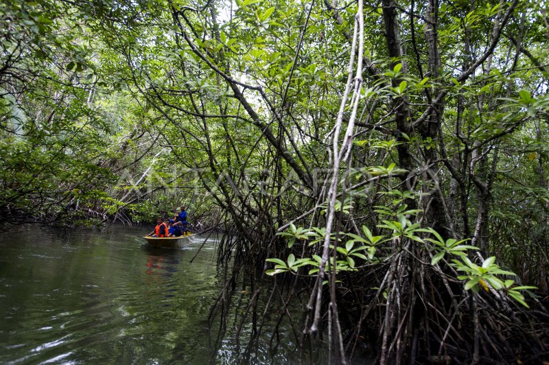 Ekowisata Hutan Bakau Bintan Antara Foto