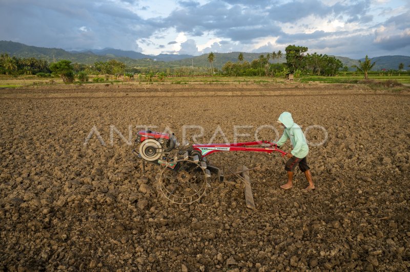 KAWASAN STRATEGIS PENGEMBANGAN PANGAN NASIONAL | ANTARA Foto