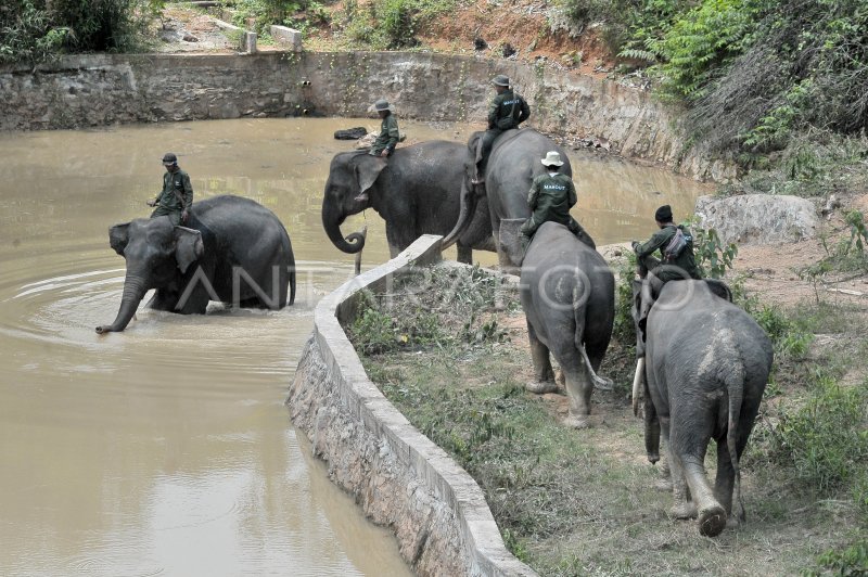 PERESMIAN PUSAT INFORMASI KONSERVASI GAJAH TEBO