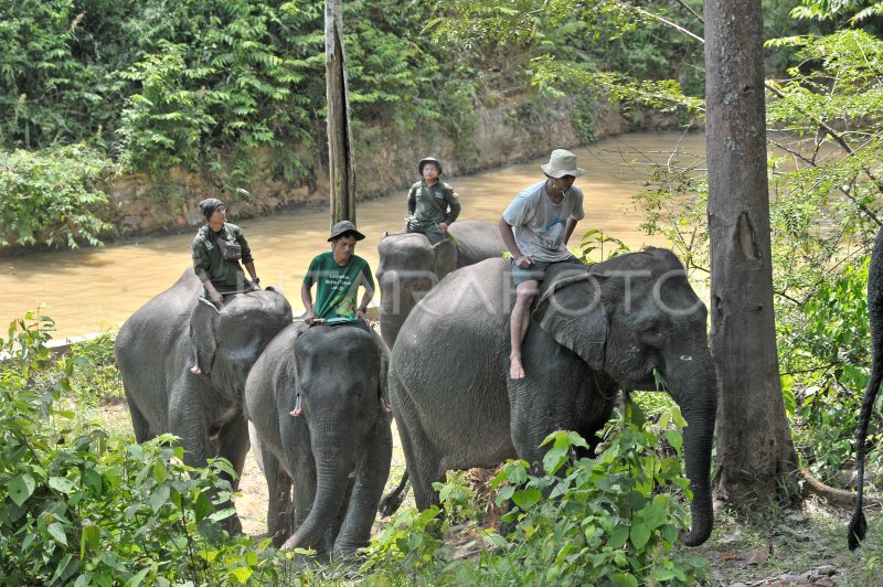 PERESMIAN PUSAT INFORMASI KONSERVASI GAJAH TEBO