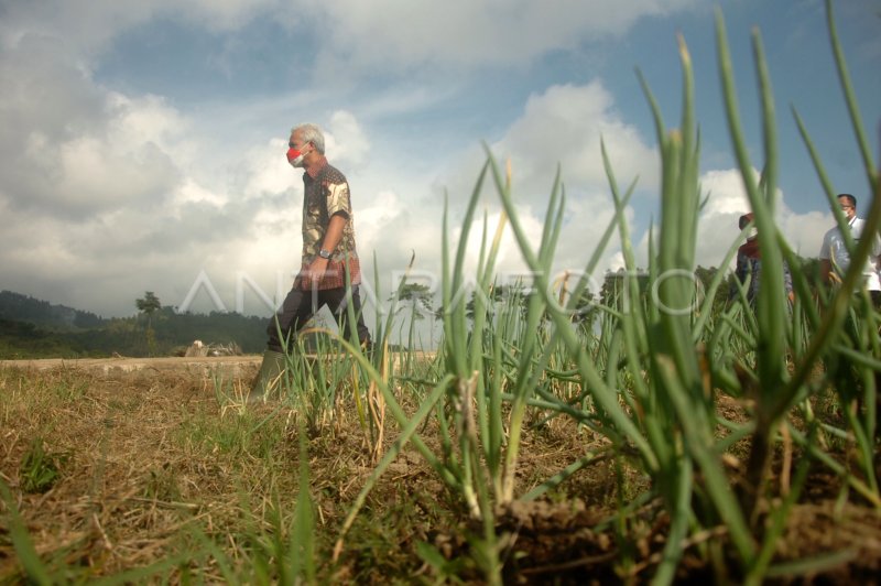 GERAKAN NASIONAL PENGENDALIAN INFLASI PANGAN | ANTARA Foto