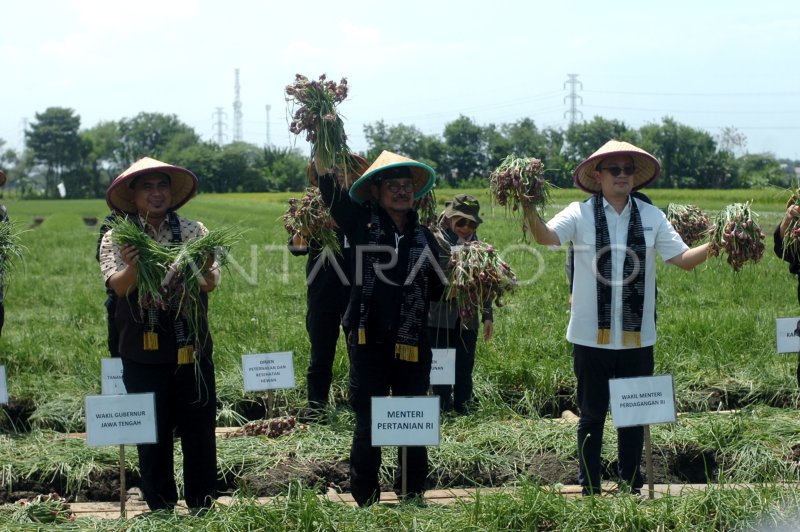 PANEN RAYA BAWANG MERAH DI BREBES | ANTARA Foto