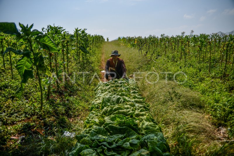 KESEJAHTERAAN PETANI DAN TEMBAKAU | ANTARA Foto