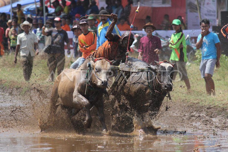 KARAPAN SAPI BRUJUL