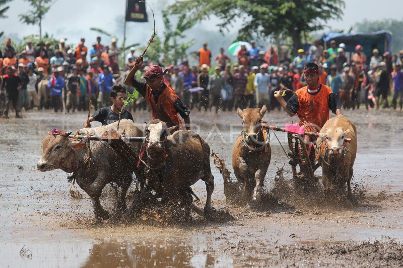 KARAPAN SAPI BRUJUL