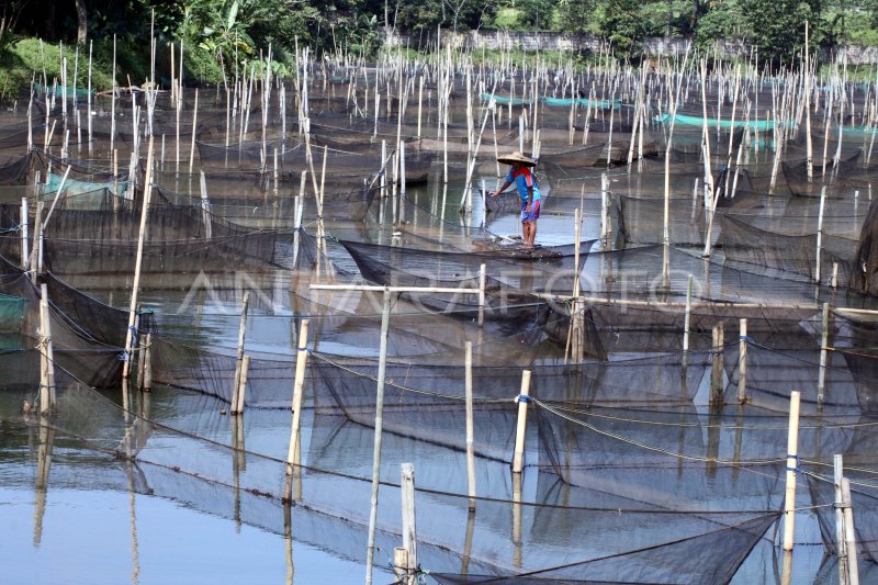 Budidaya Ikan Hias Antara Foto