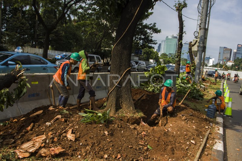 Pemindahan Pohon Sudirman Thamrin Antara Foto 9825