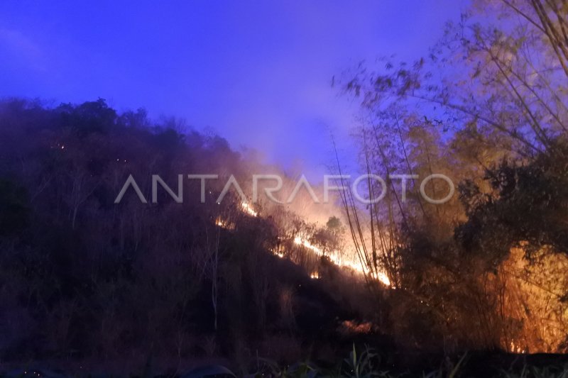 Kebakaran Hutan Jati Antara Foto