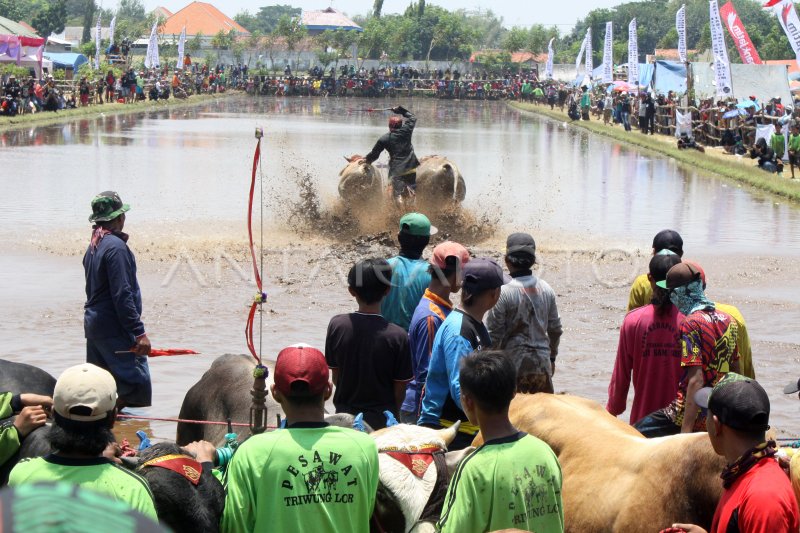 KARAPAN SAPI BRUJUL