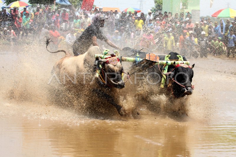 KARAPAN SAPI BRUJUL
