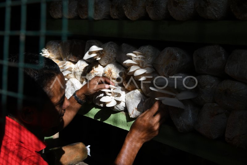 Budidaya Jamur Tiram Serumpun Antara Foto