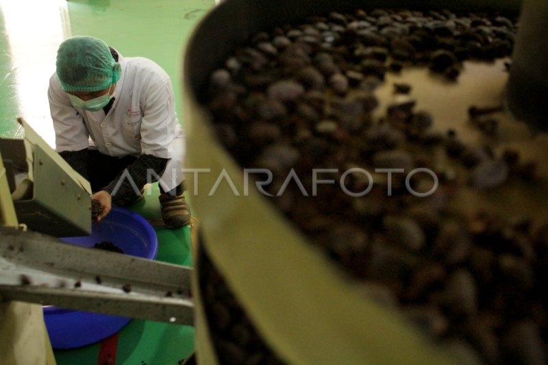 PELATIHAN PENGOLAHAN BIJI KAKAO MENJADI COKELAT | ANTARA Foto